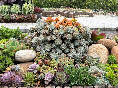 Various colorful succulent plant of rose shape graptopetalum and green sedum species. Succulents are used for decorative plant. Thrives well in dry environment. Nature photography.