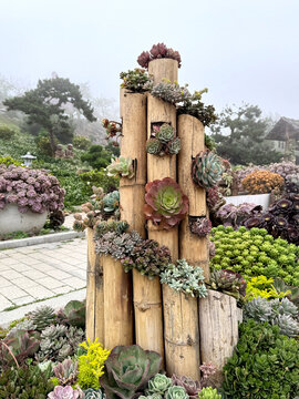 Various colorful succulent plant of graptopetalum and sedum species arranged and planted in bamboo poles and pots. Succulents are used for decorative plant. Nature photo