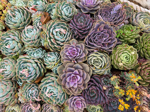 Various colorful succulent plant of rose shape graptopetalum and green sedum species. Succulents are used for decorative plant. Thrives well in dry environment. Nature photography.