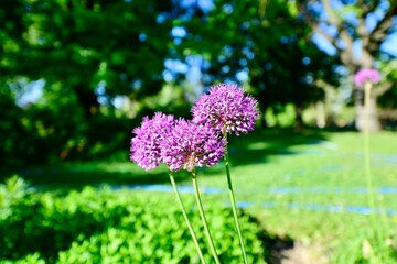 Obraz premium Scallion flowers in the park