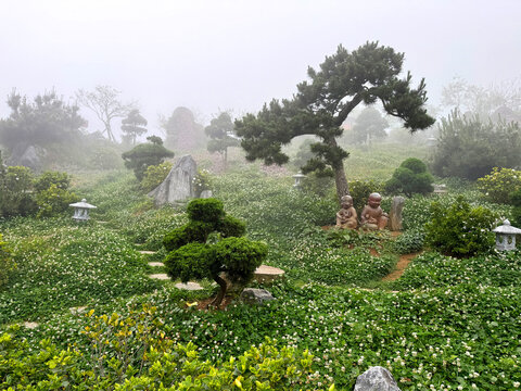 Close up of oriental Japanese garden featuring Japanese pine tree, bonsai, and other evergreen shrubs with conifers at background. In the middle of mist and thick fog.