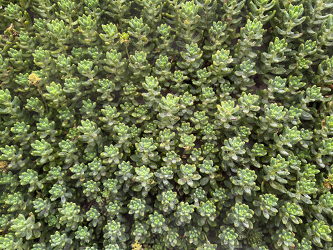 Succulent plant of stonecrop or sedum plant, known for its green color, an evergreen perennials, easy to plant and thrives well in dry environment. Nature photography.