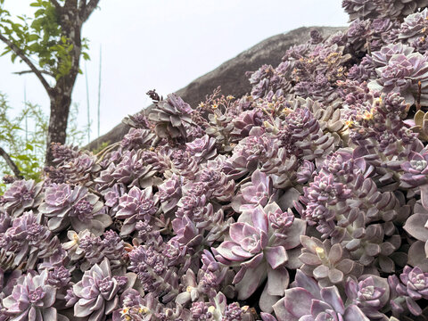 Succulent plant of graptopetalum purple delight known for its pale pink and purple color. Easy to plant and thrives well in dry environment. Nature photography.