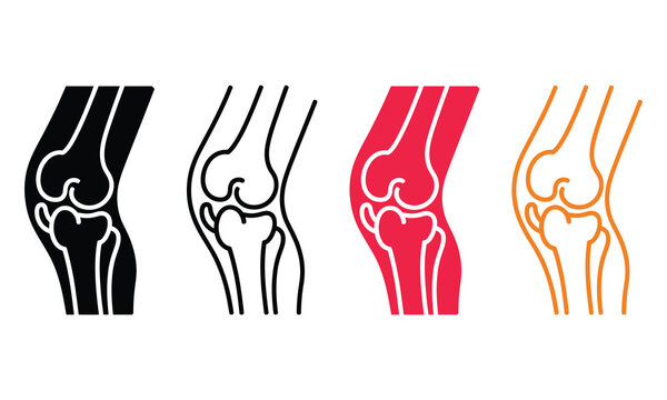 Knee joint anatomy illustration with cartilage and ligaments