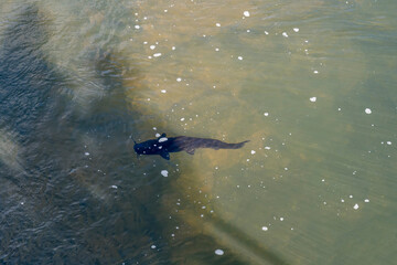 Fototapeta premium big catfish in superior Igauzu river water at nature park, Iguazu Waterfalls, Argentina