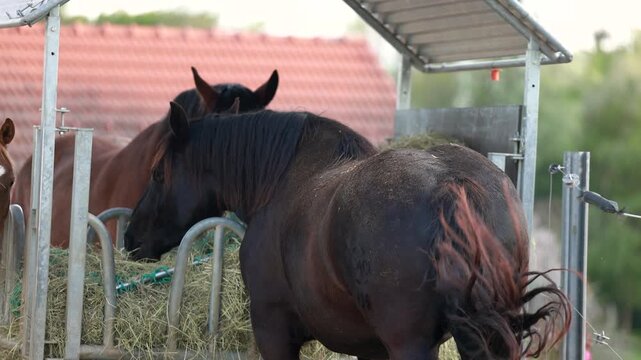 Draft horses eating hay from hayrack with net on paddock in farm setting and animal care
