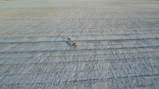 Aerial view of wild roe deer jumping and running across a snow-covered winter field.