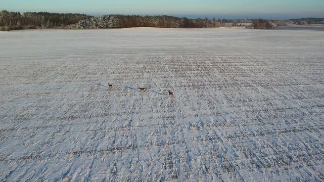 Aerial view of wild roe deer jumping and running across a snow-covered winter field.