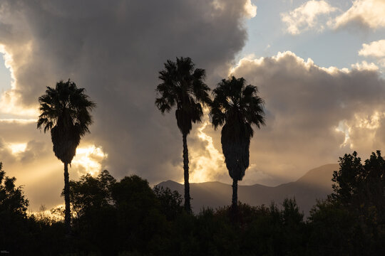 palm trees in silhouette at sunset , Stanford, South Africa
