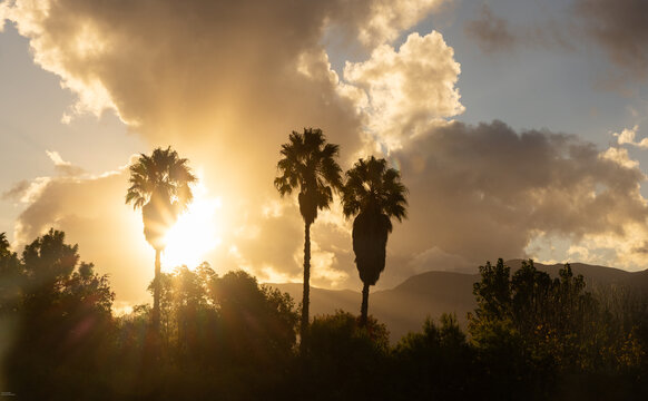 palm trees in silhouette at sunset , Stanford, South Africa
