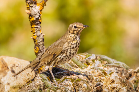 Zorzal com&uacute;n (Turdus philomelos) en h&aacute;bitat mediterr&aacute;neo, posado sobre roca con luz c&aacute;lida y fondo desenfocado natural