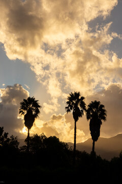 palm trees in silhouette at sunset , Stanford, South Africa