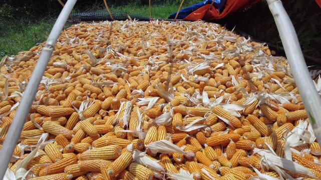 corn cobs laid out in the sun to dry in Vietnam Asia Sapa,
, polenta flour, cornstarch, popcorn, and canned corn