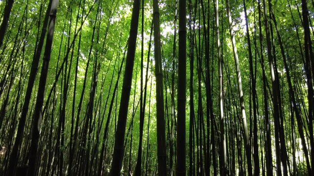 Asia Vietnam , Sapa ,05,06,2026  Hmong, Tay, and Yao. Hmong Ethnicity Tribe, ethnic minorities of Sapa . Local ethnic lady woman and tourist trekking visiting a bamboo forest