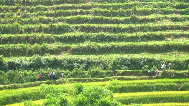 Asia, Vietnam, Sapa, . Hmong, Tay, and Yao people ,ethnic group, tribe , ethnic minorities of Sapa. Terraced rice fields - Rice harvest in September, with separation of the grains and sun drying. 