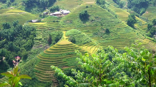 Asia, Vietnam, Sapa, . Hmong, Tay, and Yao people ,ethnic group, tribe , ethnic minorities of Sapa. Terraced rice fields - Rice harvest in September, with separation of the grains and sun drying. 
