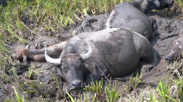 Bison roll in the mud after working in the terraced rice fields in Asia Vietnam Sapa 