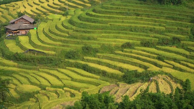 Asia, Vietnam, Sapa, . Hmong, Tay, and Yao people ,ethnic group, tribe , ethnic minorities of Sapa. Terraced rice fields - Rice harvest in September, with separation of the grains and sun drying. 