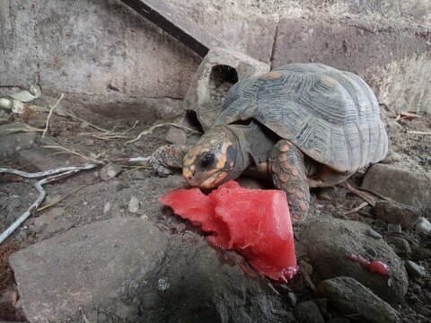 Morrocoy Red-Footed Tortoise Image Chelonoidis Carbonarius