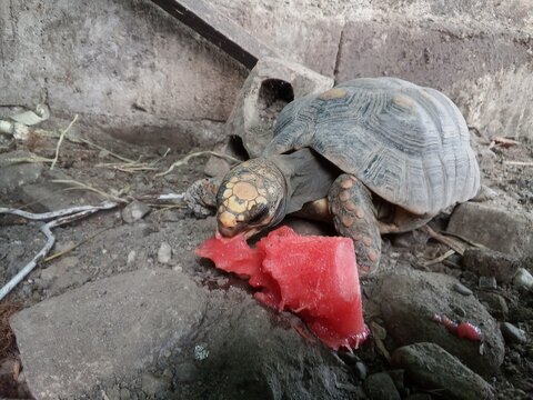Morrocoy Red-Footed Tortoise Image Chelonoidis Carbonarius