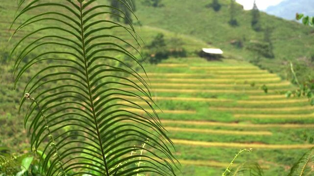 Asia, Vietnam, Sapa, . Hmong, Tay, and Yao people ,ethnic group, tribe , ethnic minorities of Sapa. Terraced rice fields - Rice harvest in September, with separation of the grains and sun drying. 