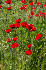 Naklejka premium Close-up of vibrant red corn poppies (Papaver rhoeas) blooming in a green field