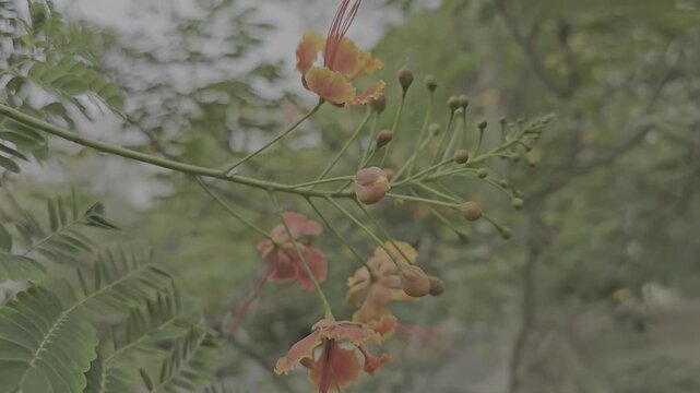 This photograph captures a vibrant Caesalpinia pulcherrima, commonly known as the peacock flower, in sharp foreground focus against a softly blurred green background.