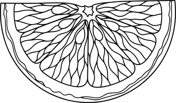 A detailed black and white line drawing of a sliced citrus fruit on a white background