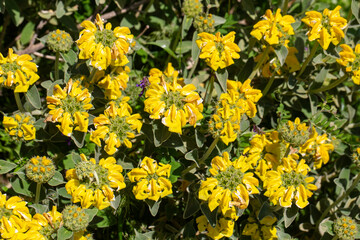 Obraz premium Yellow Jerusalem Sage (Phlomis fruticosa) flowers blooming on a wild bush in the Mediterranean sunlight