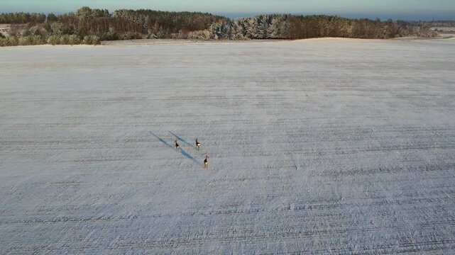 Aerial view of wild roe deer jumping and running across a snow-covered winter field.