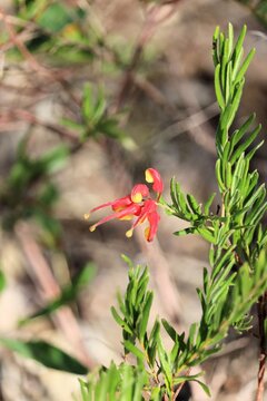 Isolated stem of Grevillea 'Bonnie Prince Charlie' flowers and foliage