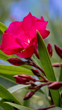 Vibrant pink oleander flower blooming with dark red buds and green leaves