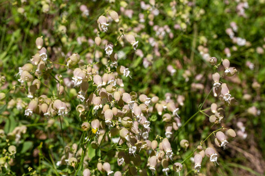 Wild Bladder Campion (Silene vulgaris) flowers with inflated calyx blooming in a meadow