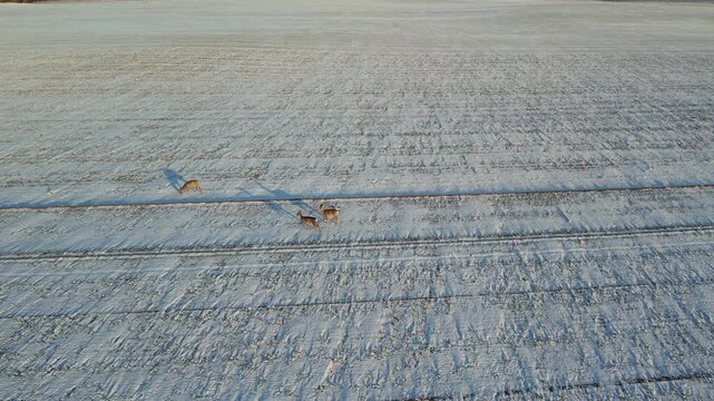 Aerial view of wild roe deer jumping and running across a snow-covered winter field.