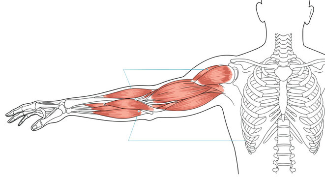 Anatomical diagram showing the human arm muscle groups and rib cage structure for physical education and biology.