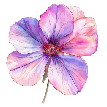 Geranium Flower, semi-realistic fantasy illustration, gentle magical details, watercolor painting, isolated on white