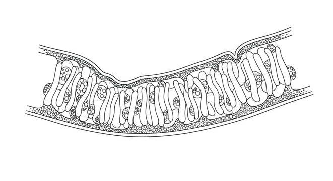Detailed black and white microscopic illustration of a biological cross-section showing cell structures, layers, and organic tissues.
