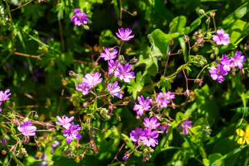 Obraz premium Close-up of vibrant purple Hedgerow Crane's-bill (Geranium pyrenaicum) flowers in sunlight