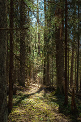 Obraz premium Sunlight filtering through trees in a quiet forest, creating a natural woodland scene with soft light and shadows on the ground.
