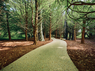 Fototapeta premium Path through trees in a peaceful forest walkway with dappled sunlight under a leafy canopy, curved gravel path covered with scattered leaves creating a serene natural park scene.