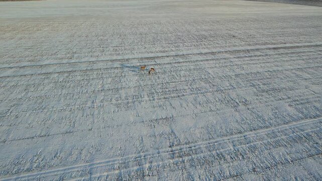 Aerial view of wild roe deer jumping and running across a snow-covered winter field.