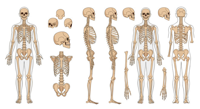 Comprehensive anatomical chart displaying various views of the human skeleton and specific bone structures for study.
