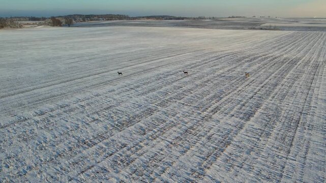 Aerial view of wild roe deer jumping and running across a snow-covered winter field.