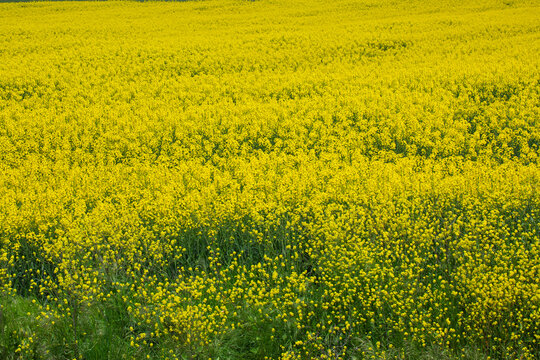  Vast yellow rapeseed field (Brassica napus) in Thrace region of Turkey under a cloudy spring sky