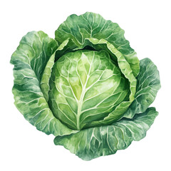 Fototapeta premium watercolor of Cabbage Leaf draw graphic, isolated on a white background.