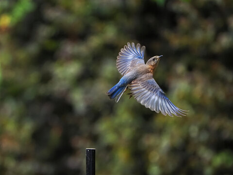 Blue male eastern bluebird inflight against blurry background. 