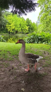 Ganso o anser com&uacute;n en Jardines del Palacio de Cristal de Oporto 