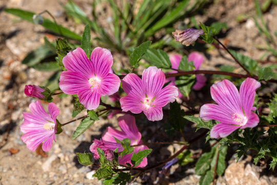 Close-up of vibrant pink Lavatera punctata (Punctate Mallow) flowers in a sunny field