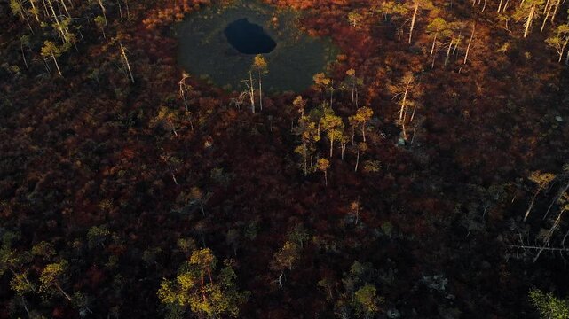 swamp
