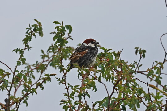 Spanish Sparrow(Passer hispaniolensis) resting on a branch
